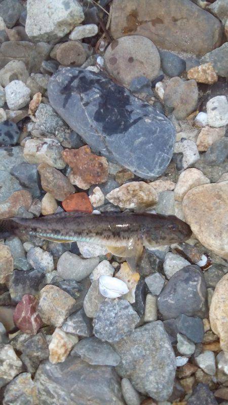 ハゼングからのアジング